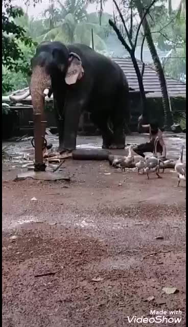 @കൊമ്പൻ