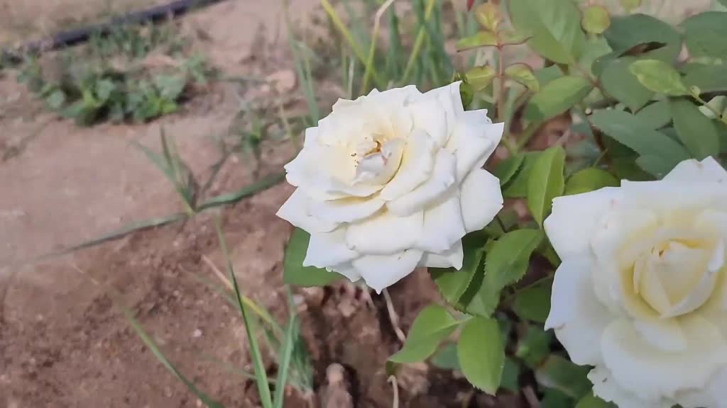 @karuvachi