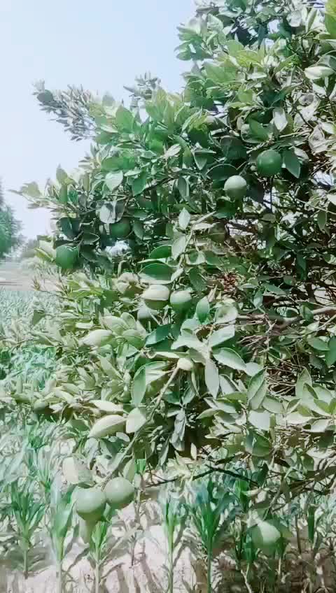 @hsnan