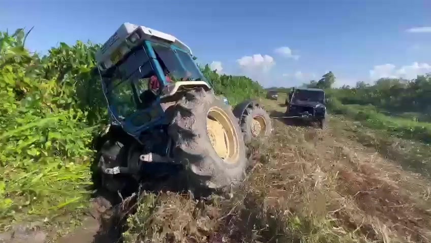 @Mercedes In The Jungle