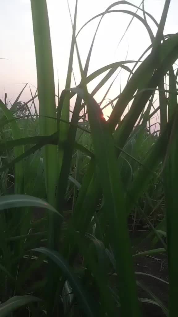 @Vaijanath suryawnshi