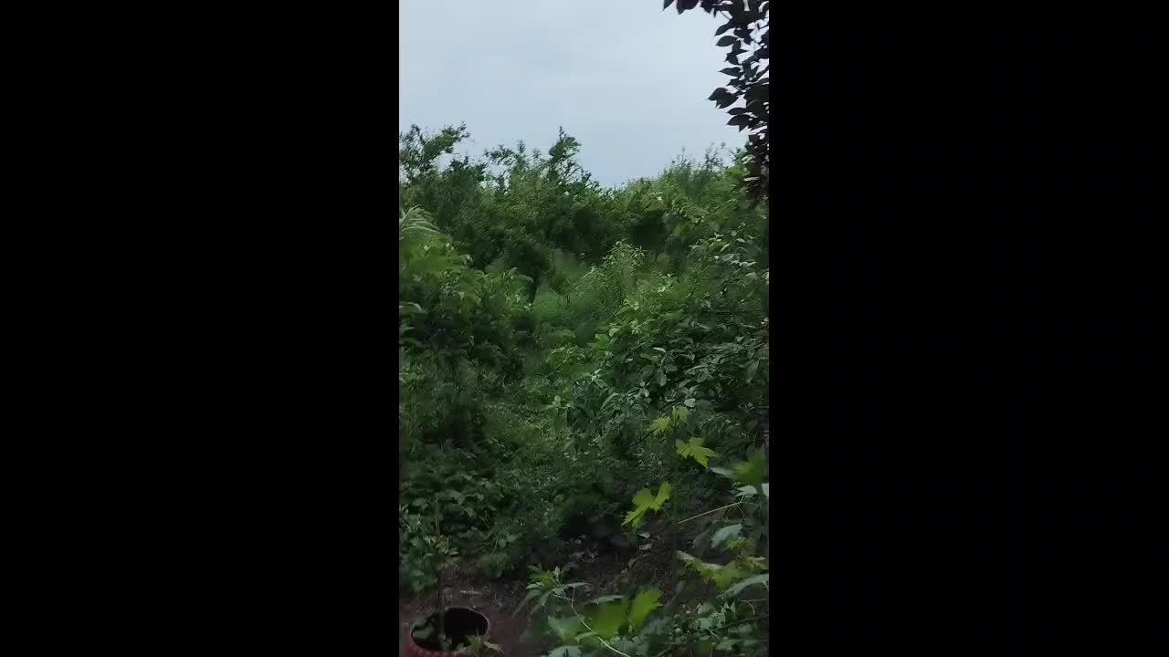 @Buğa bürcü