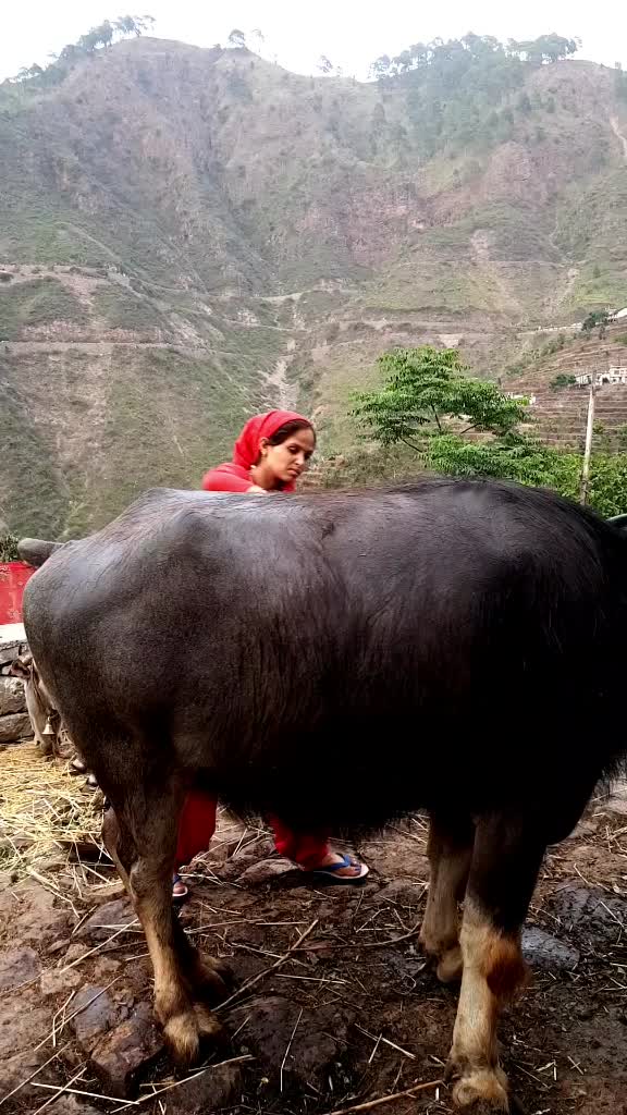 @Laxmi Chauhan