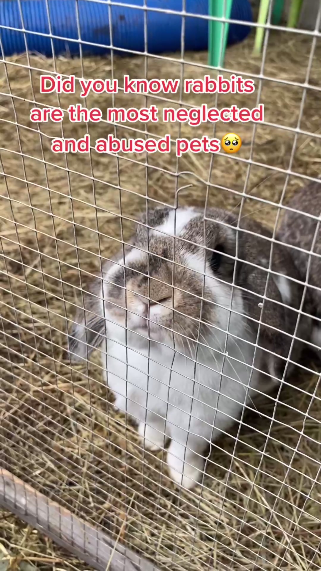 @Bunnies🐰 & Bitches🐕