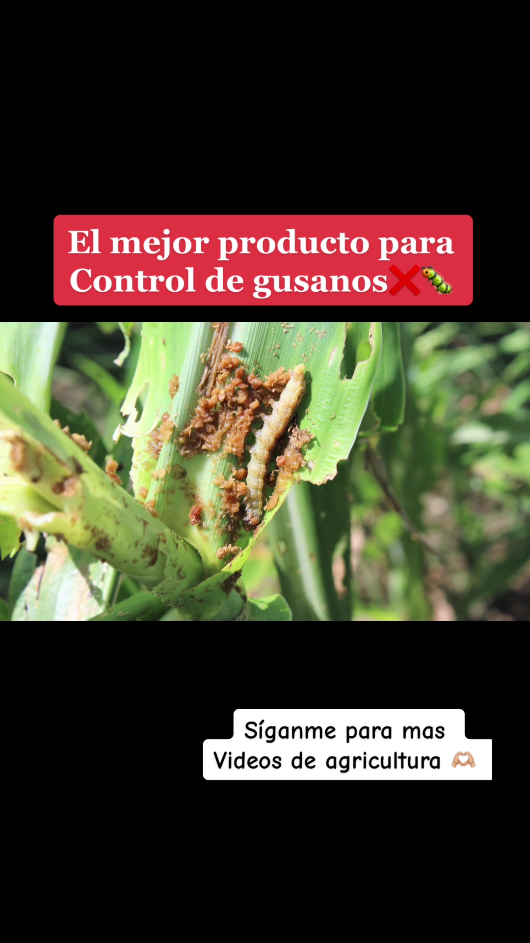@elagronomo.lm