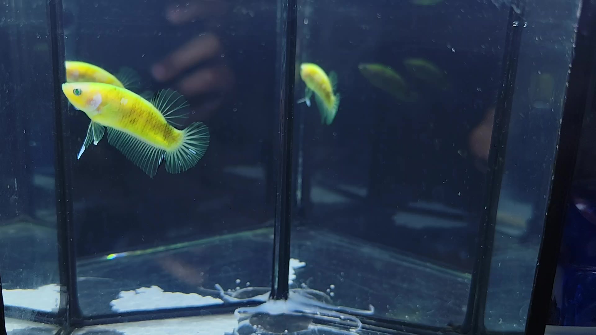 @The Betta-Buddy Shop