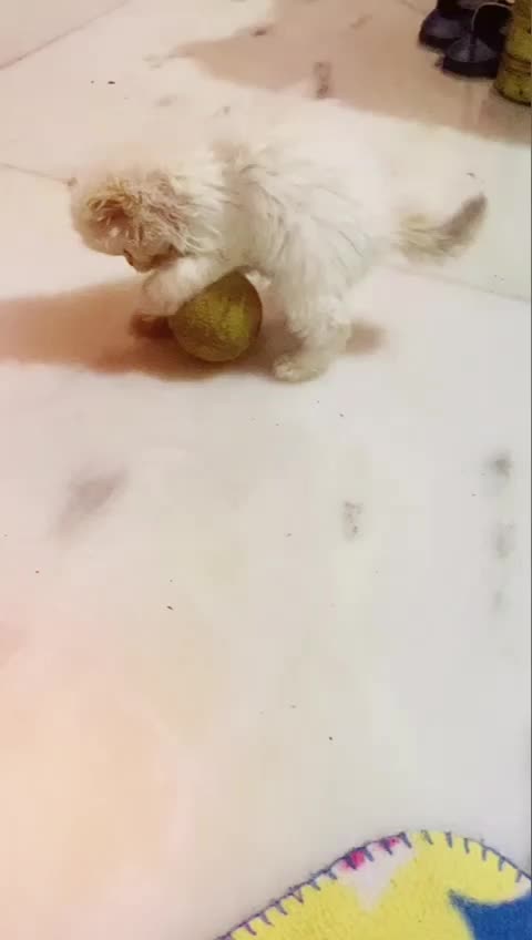 @sheeba.malik25