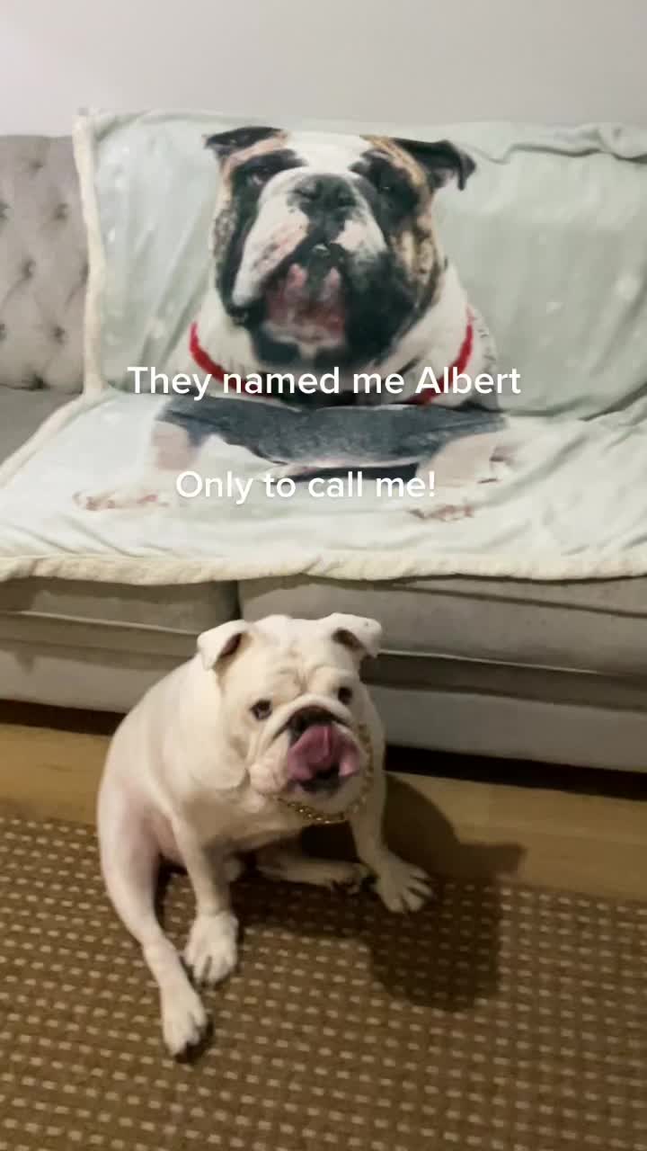@Bulldog Albert