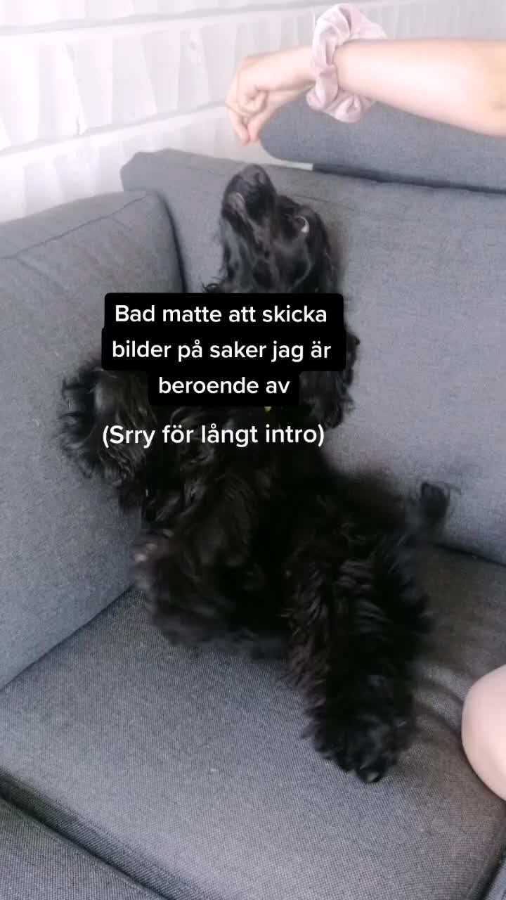 @Cockerspanielester