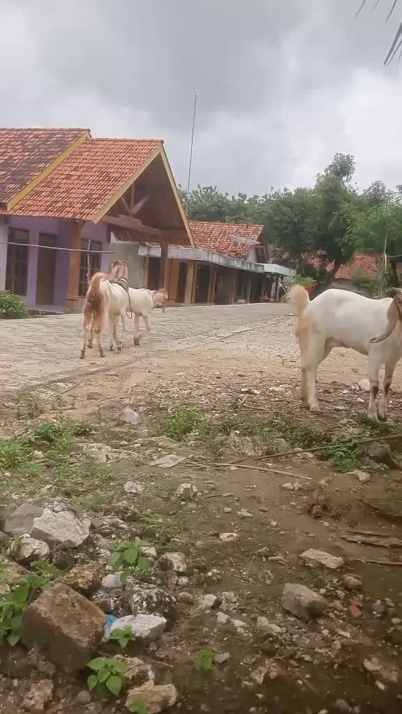 @Mbah GudeL