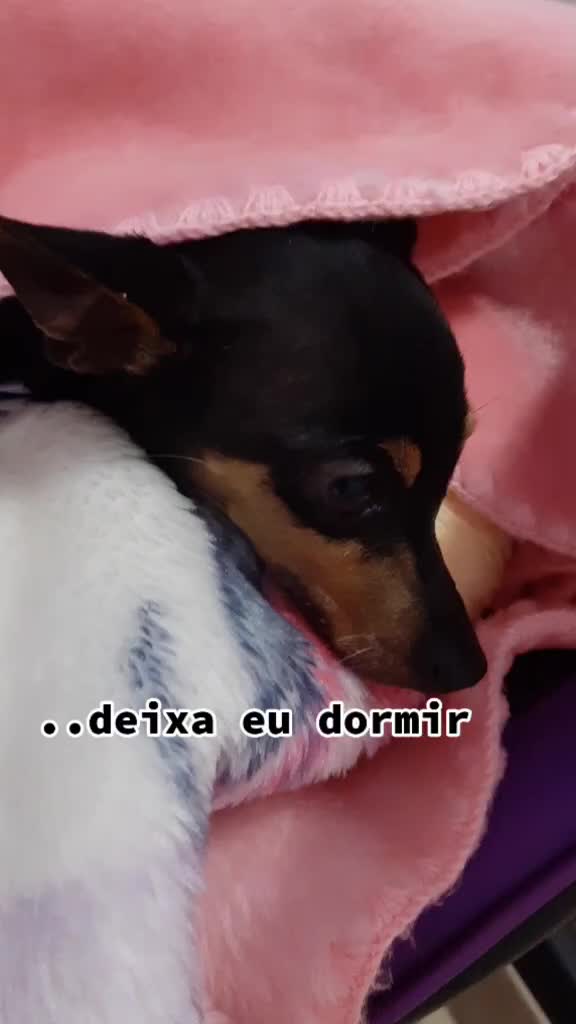 @NarutoCalopsita_Pets