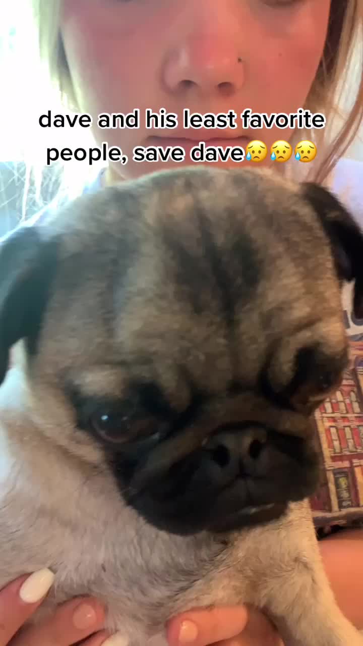 @The real Dave the pug🐶