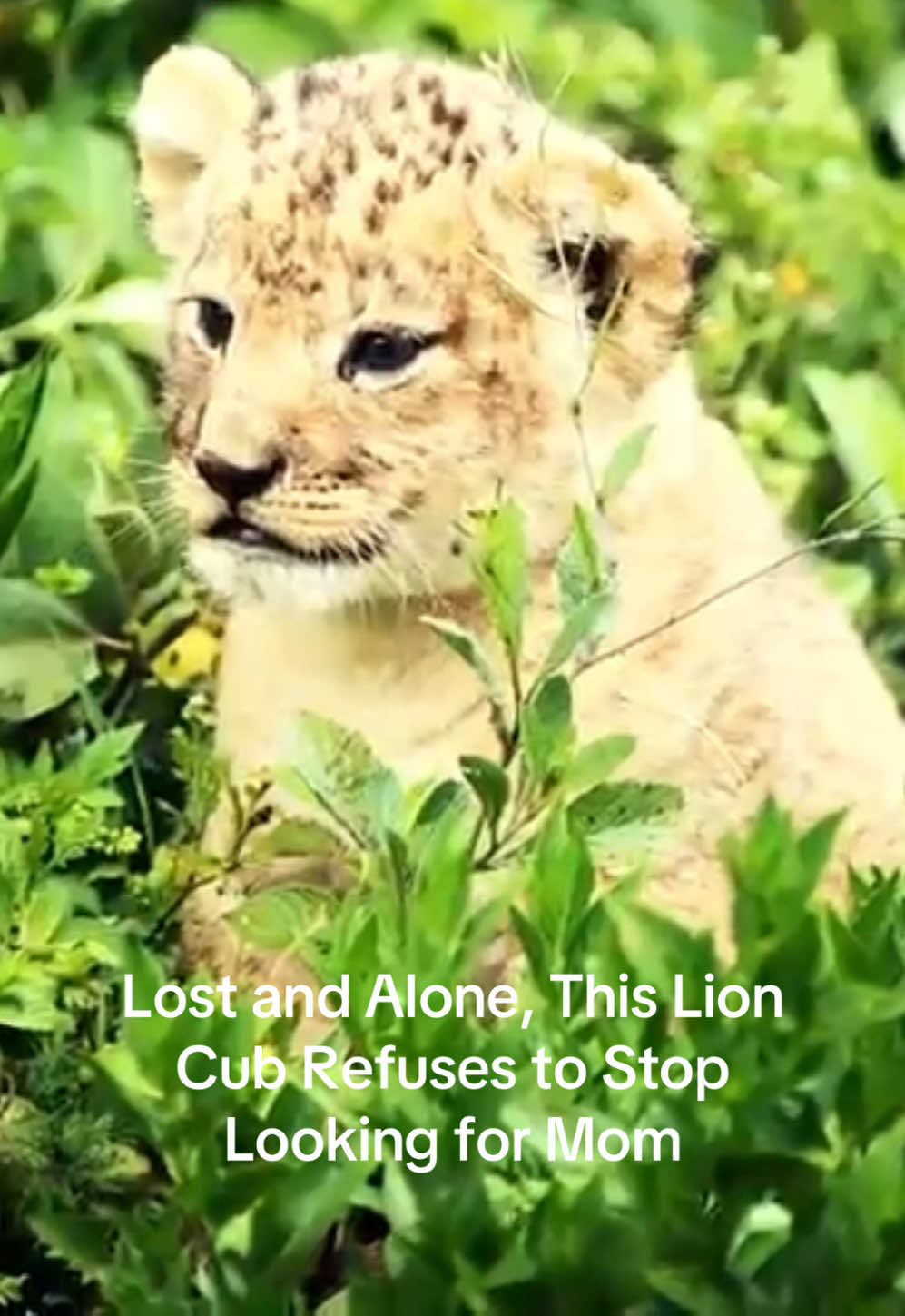 @KJ@LoveAnimalsEpicNature