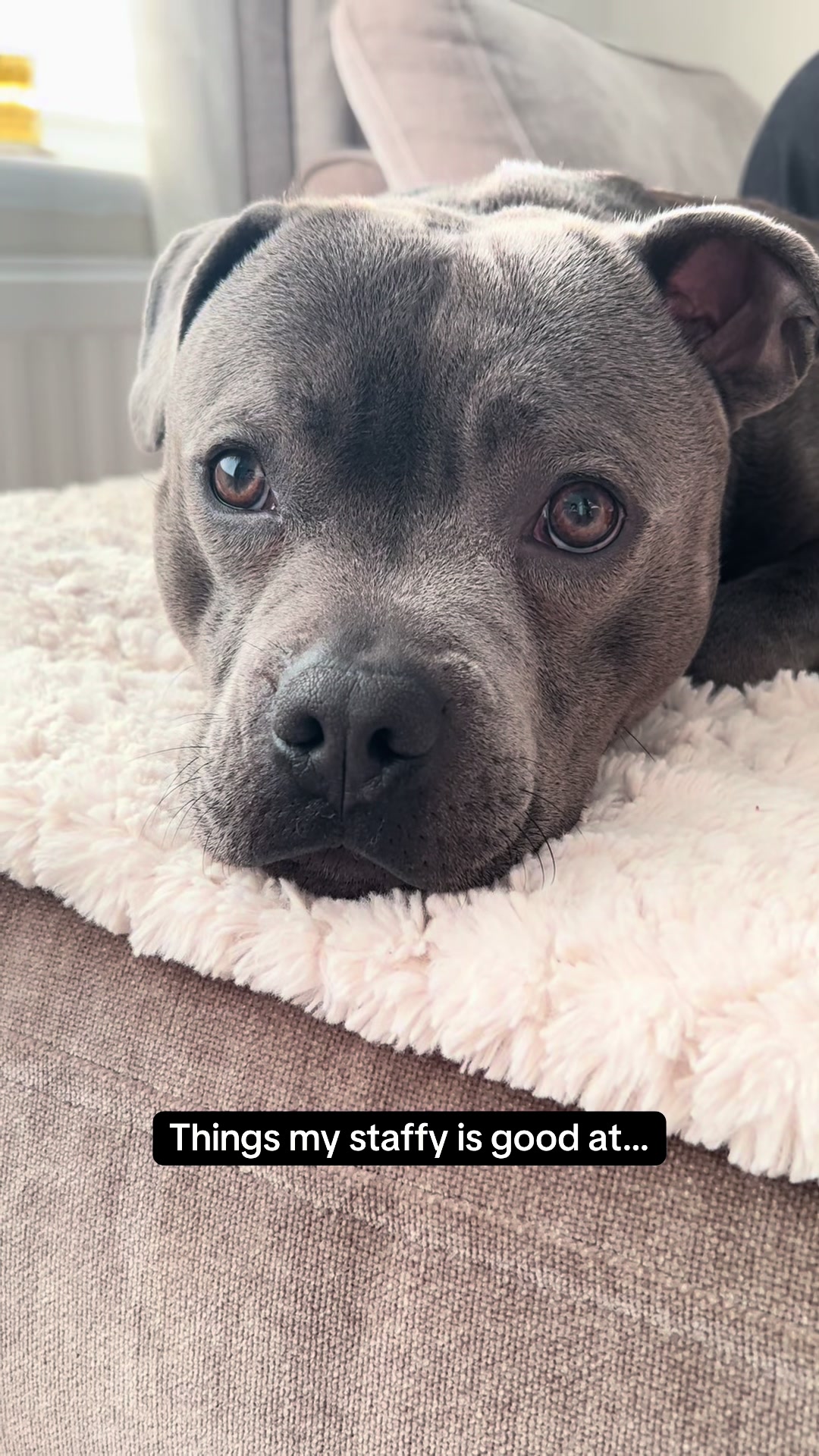 @Zeus the Blue Staffy⚡️