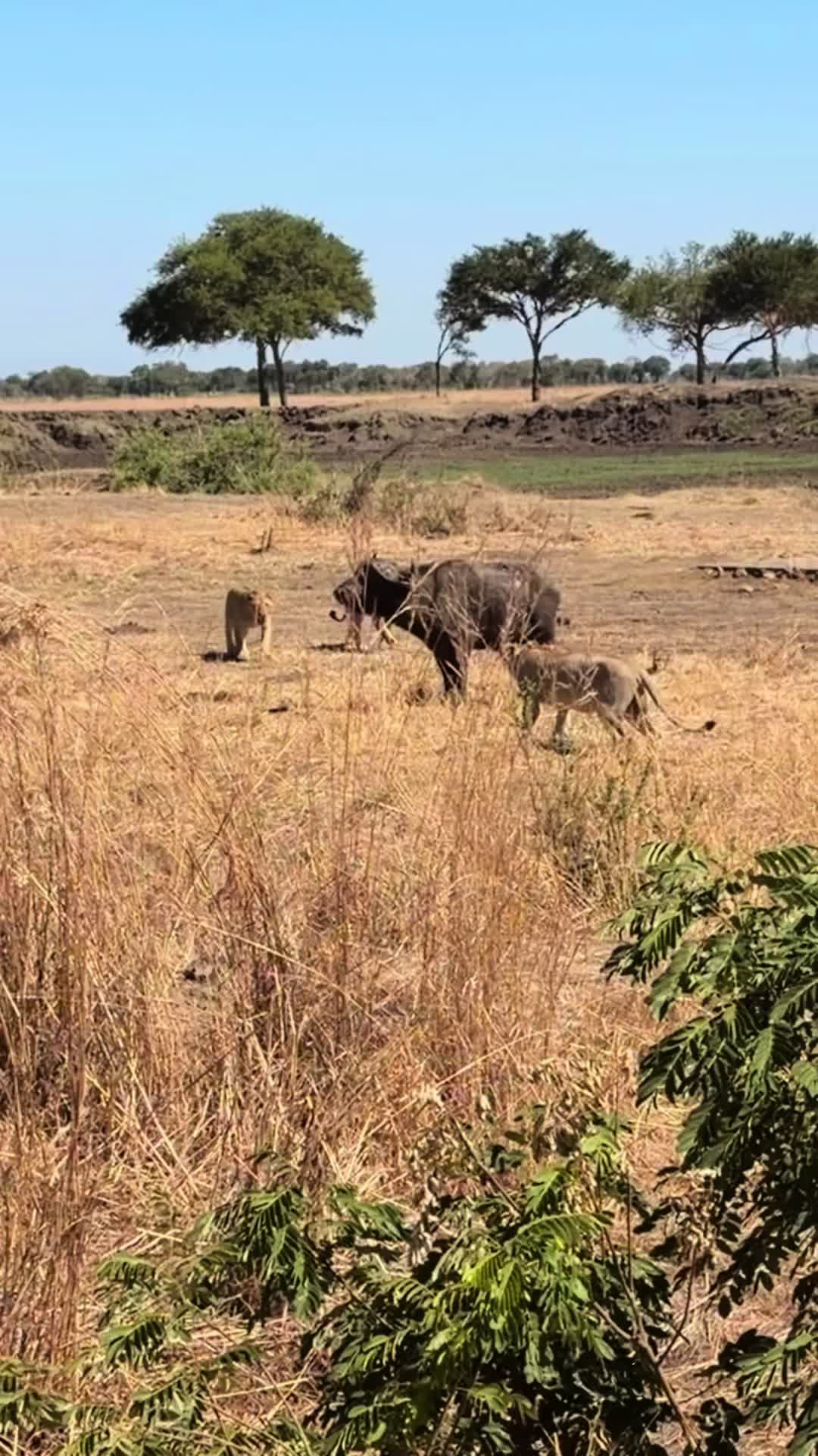 @ciccio_bello_di_zanzibar