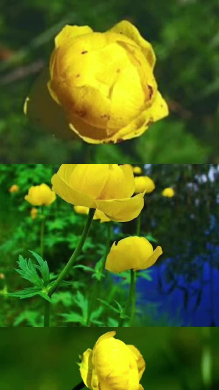 @Mirela Florica Bocan