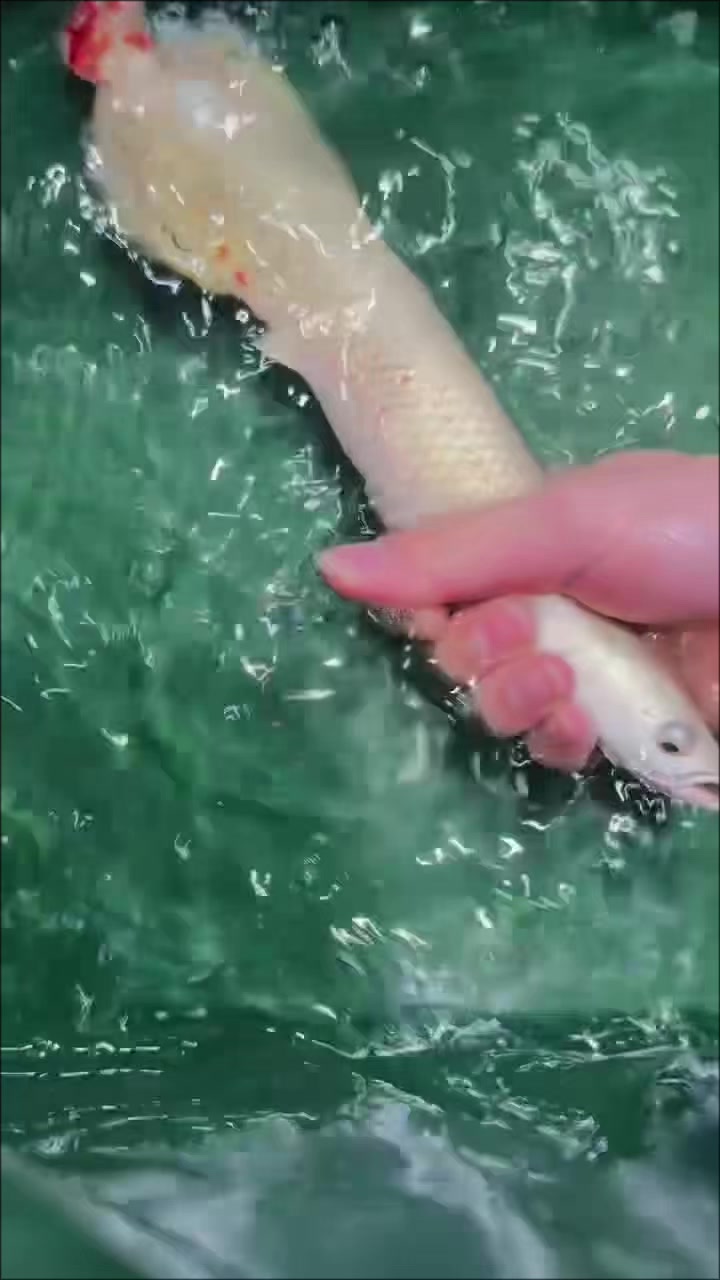 @網上看魚