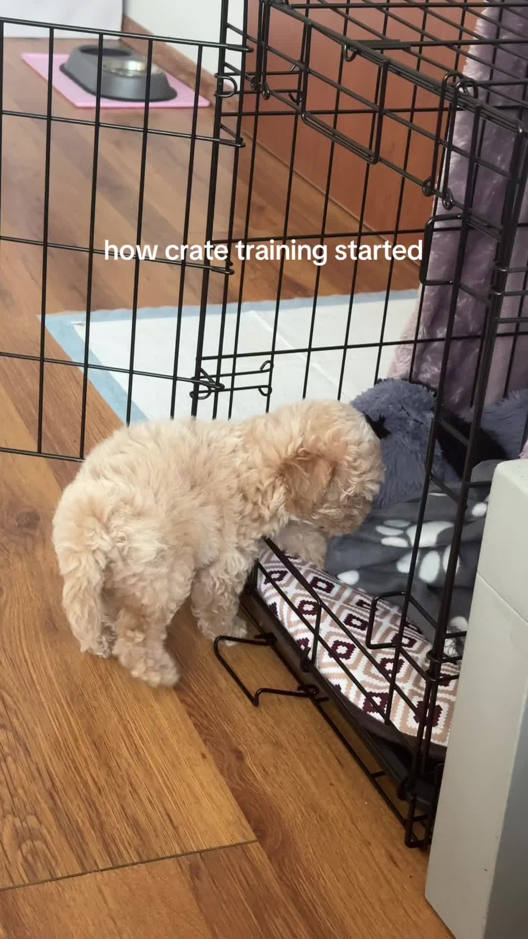 @Malibu Maltipoo 🎀