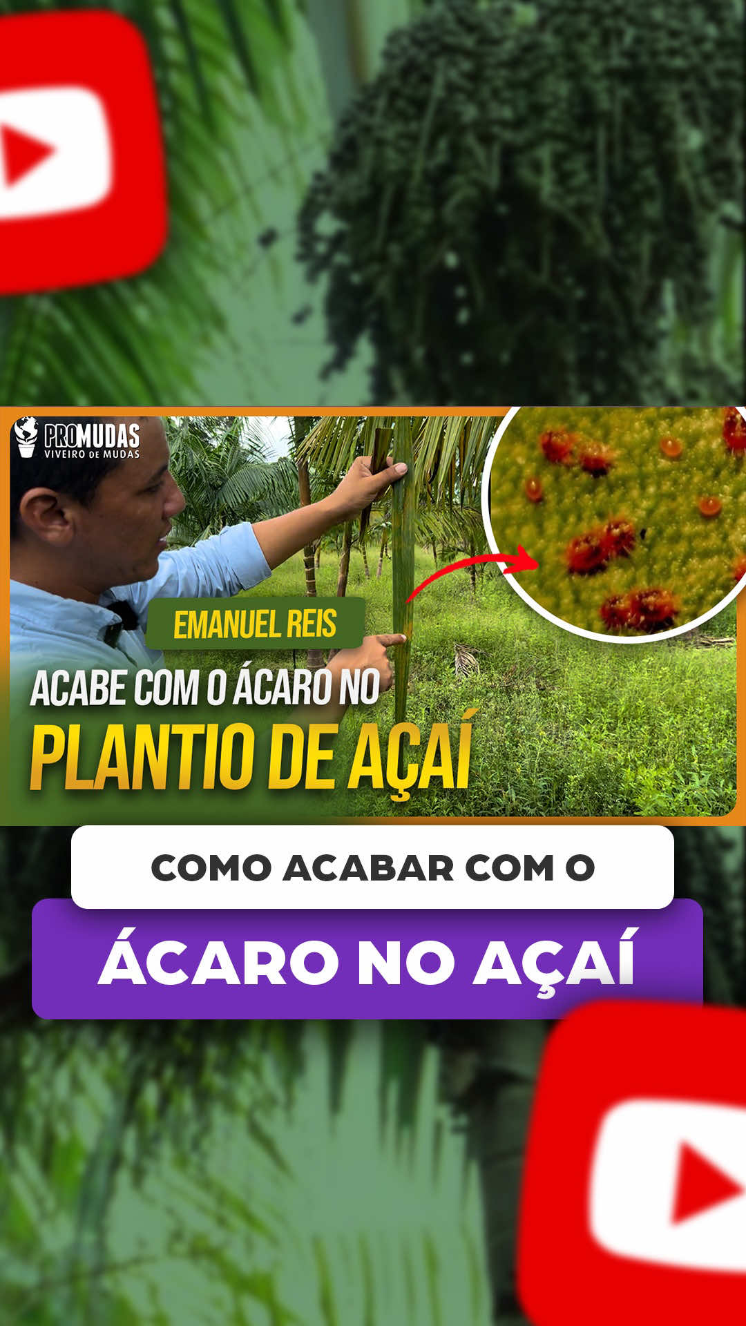 @ViveiroProMudas