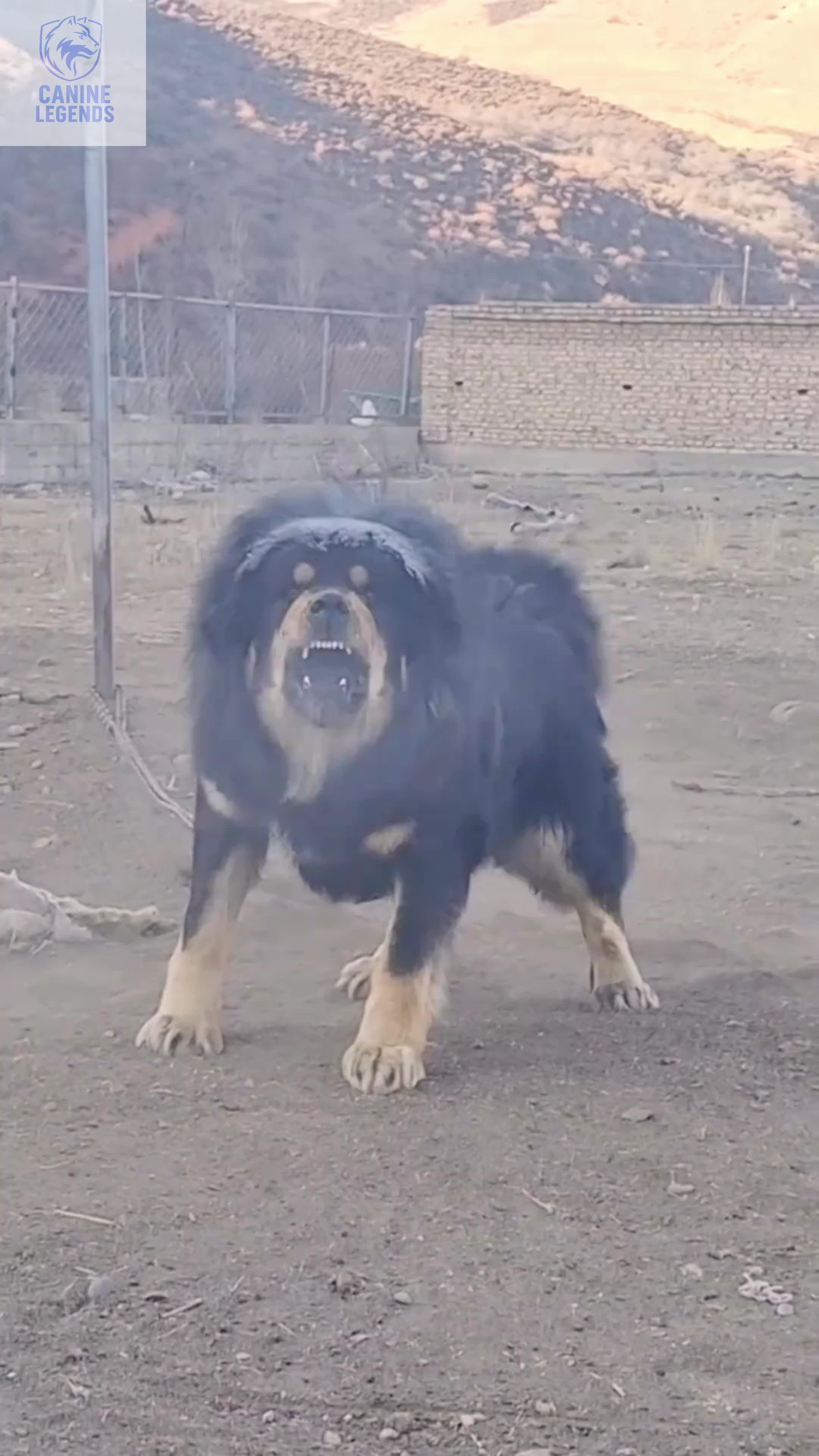 @Canine Legends