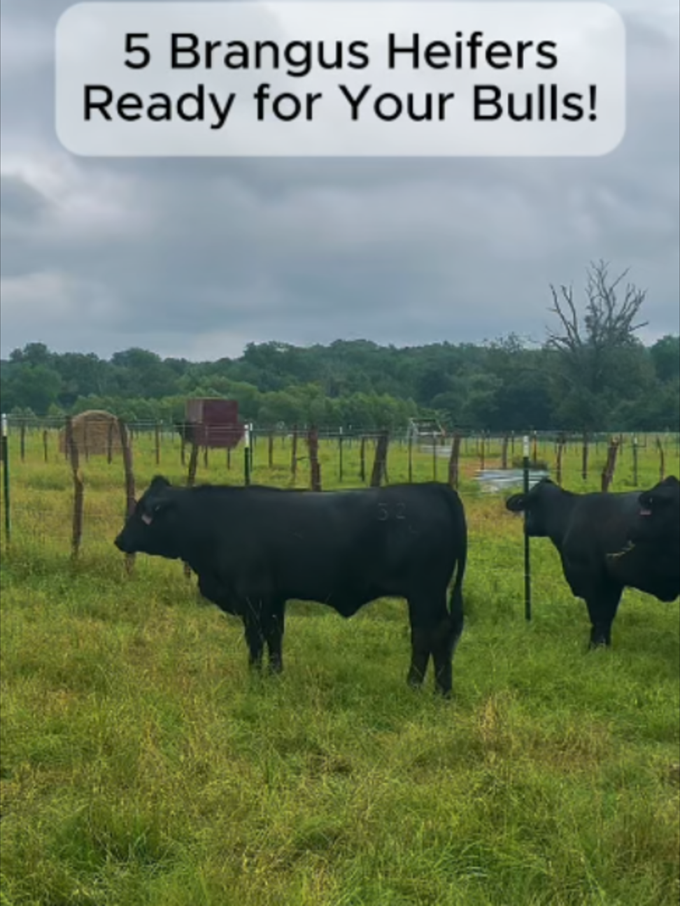 @Rutherford Land and Cattle