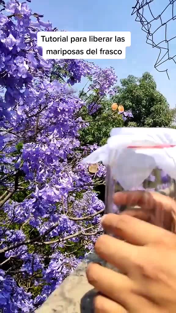 @Mariposas_EddVi