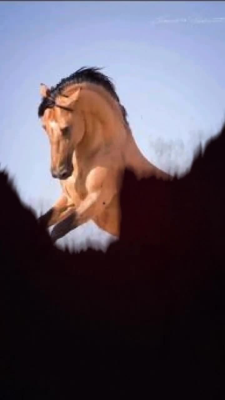 @TIK TOK નો રાજા ઘોડા નો બાદશાહ