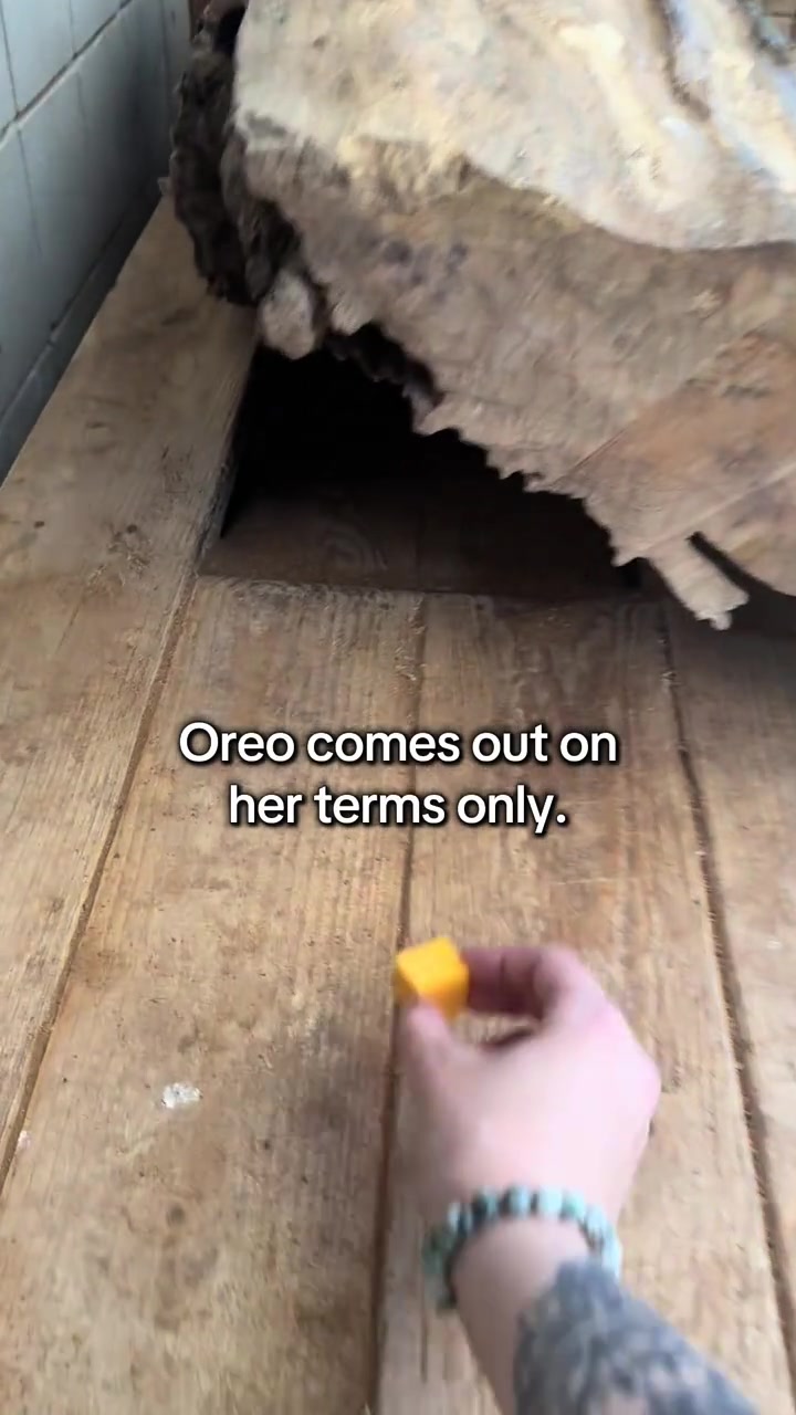 @animalmemester