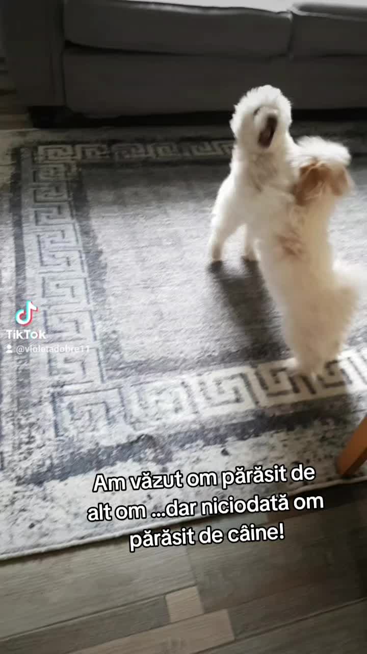 @Violeta Dobre