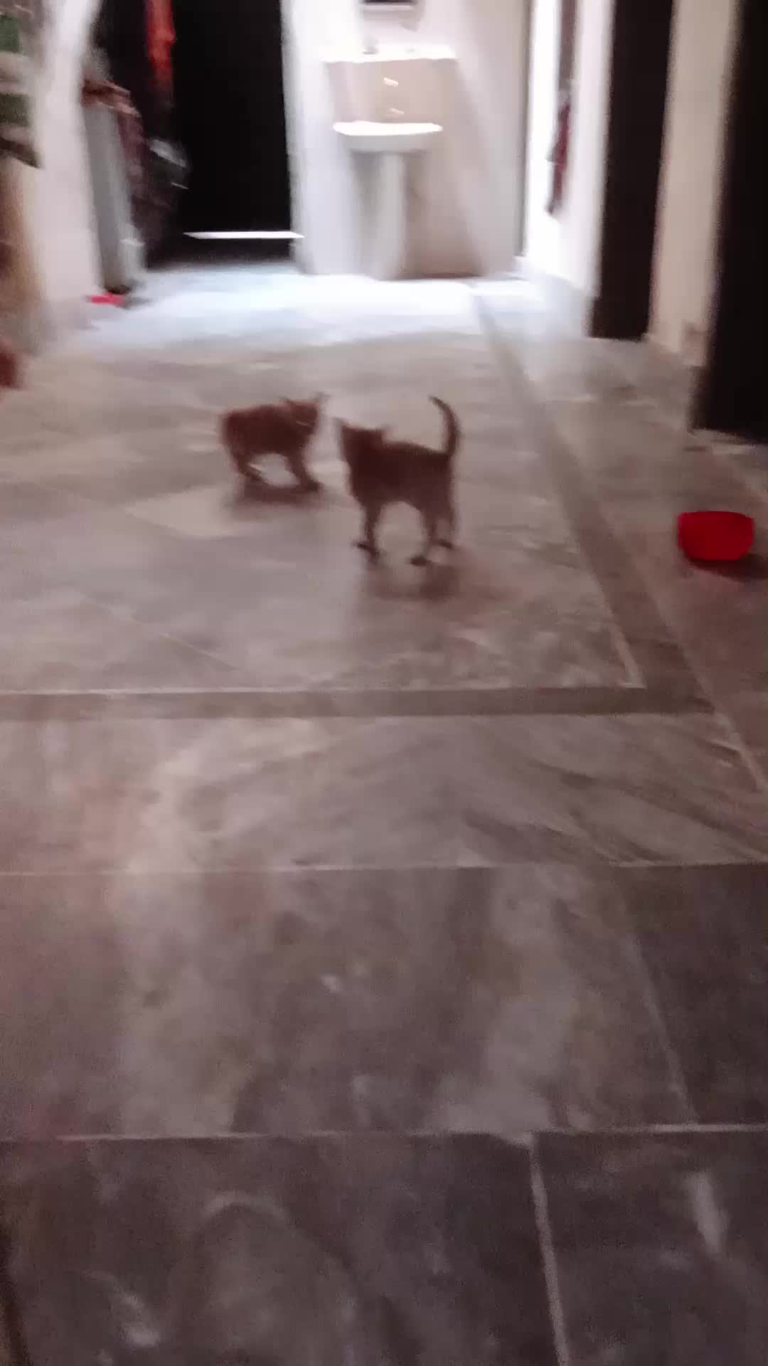 @cutecatlover8172