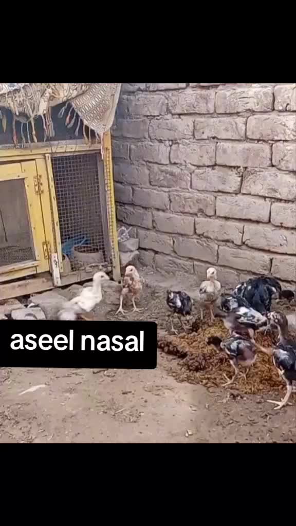 @gangster Mafia 🦅