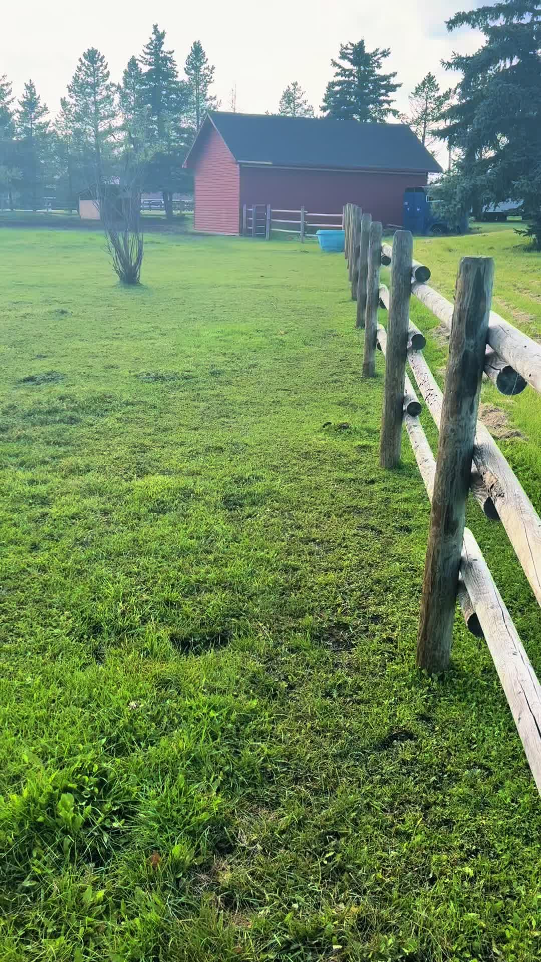 @Ferally Fowl Farmstead
