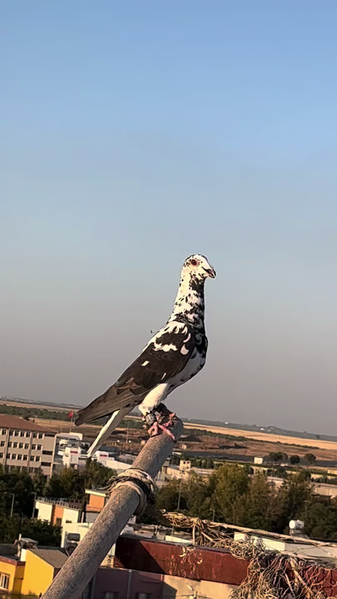 @Doğan çelikbay