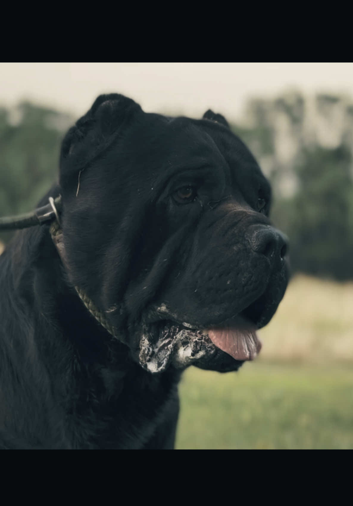 @americana_kennels