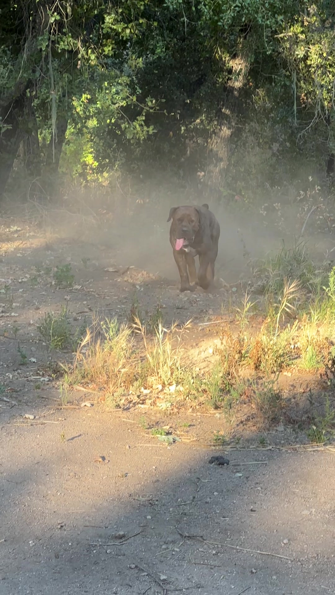 @Bigfoot Boerboels