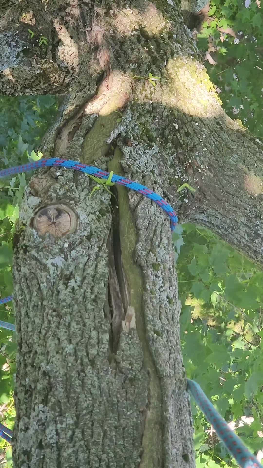 @alexanderofthewoods