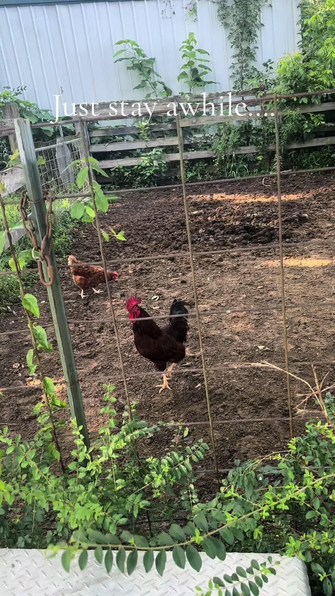 @🥒🌽OlʼSamRainey🐴🐓