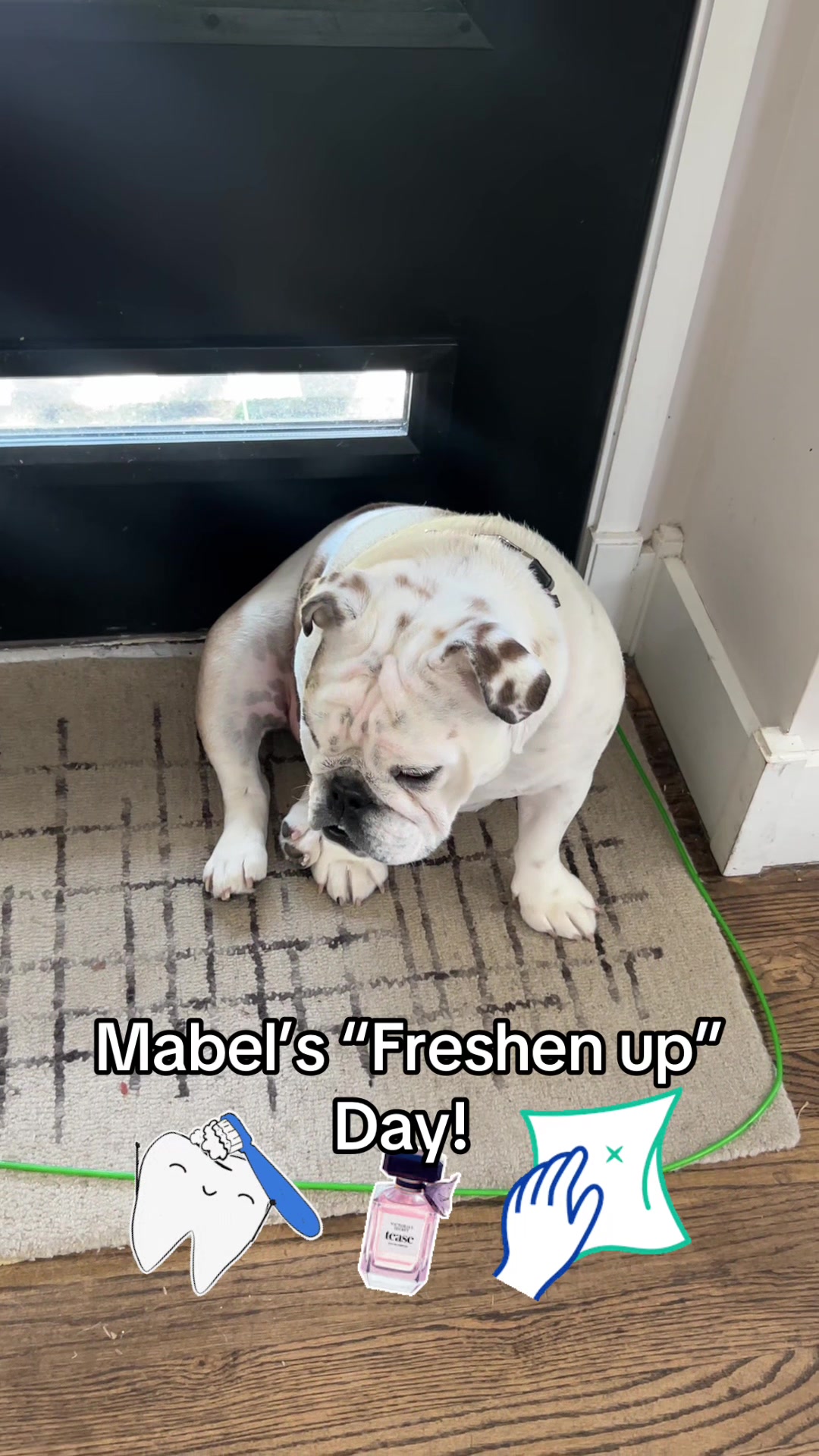 @MabeltheBulldog