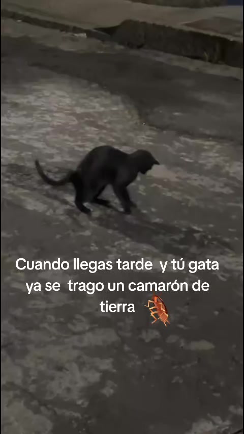 @Alicia