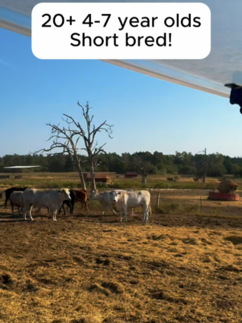 @Rutherford Land and Cattle