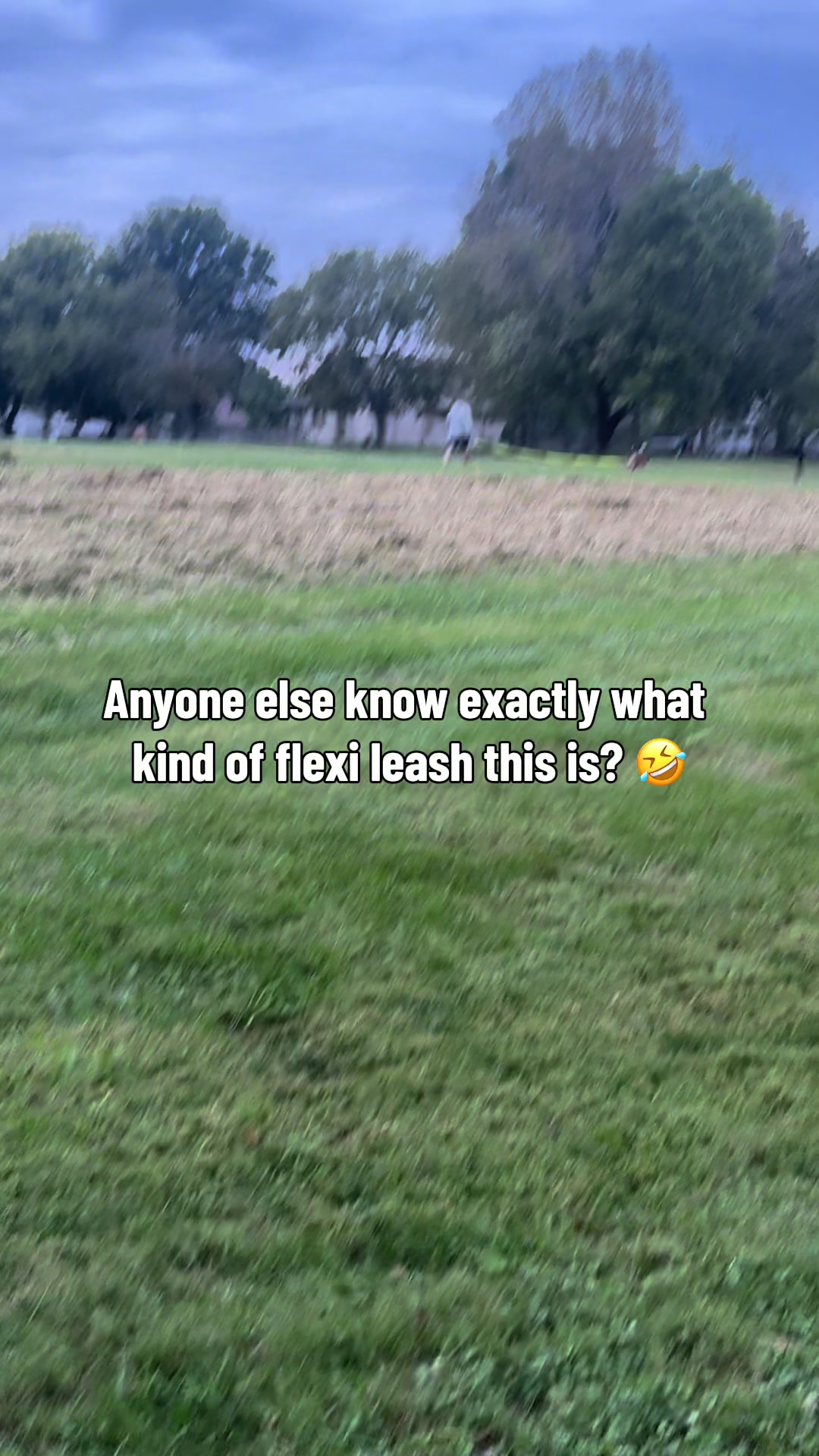 @Sammy | Dog Trainer