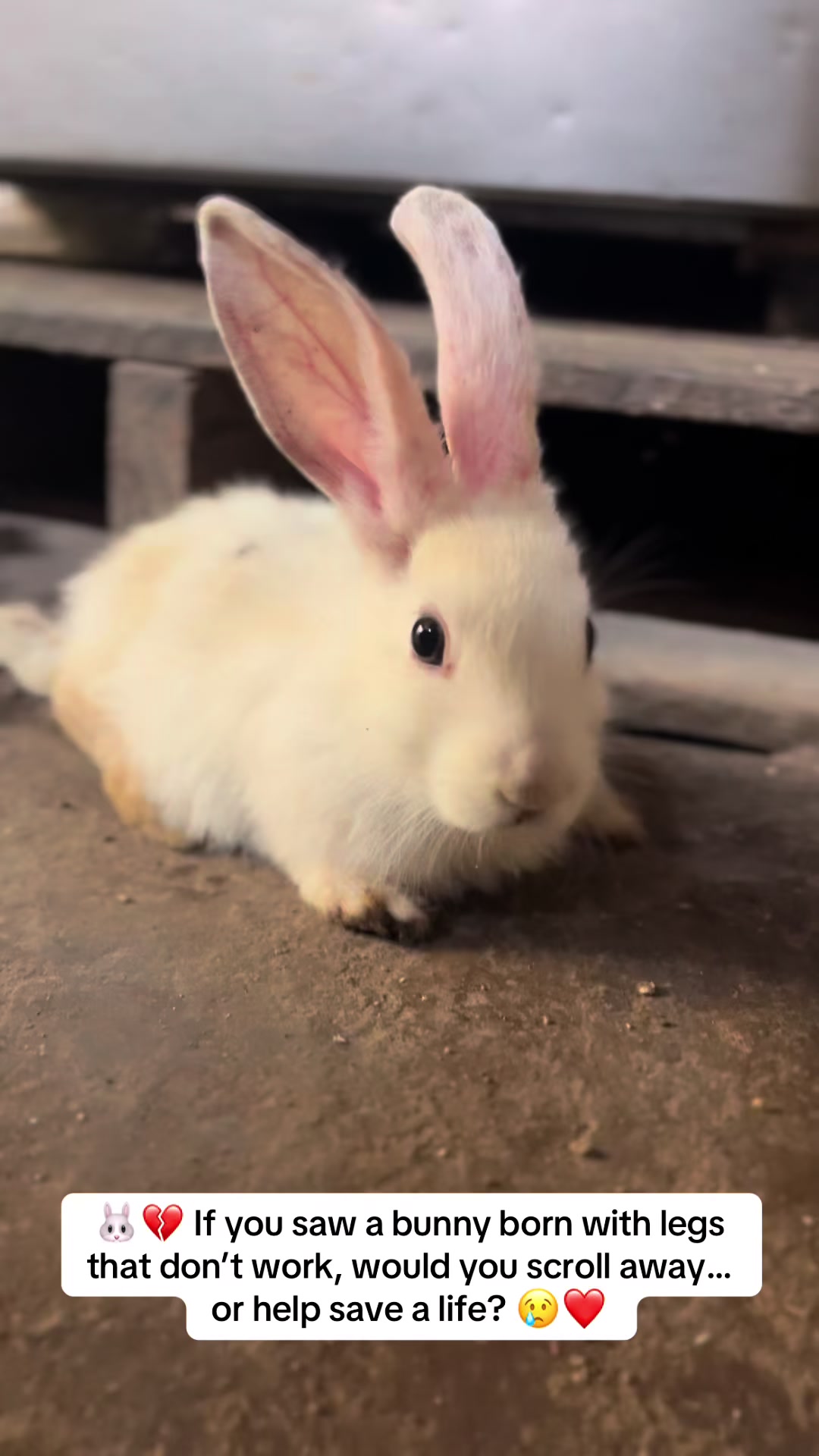 @florianpets