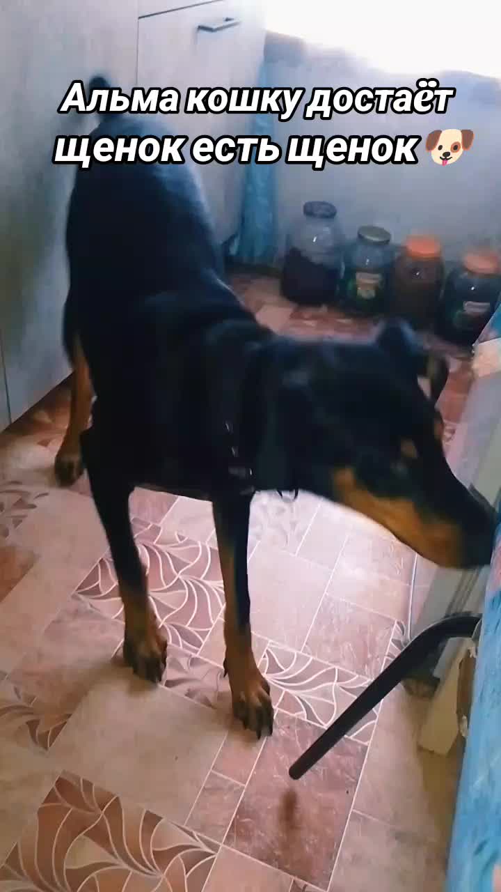 @̴Д̴О̴Б̴Е̴Р̴М̴А̴Н ̴А̴Л̴Ь̴М̴А🖤