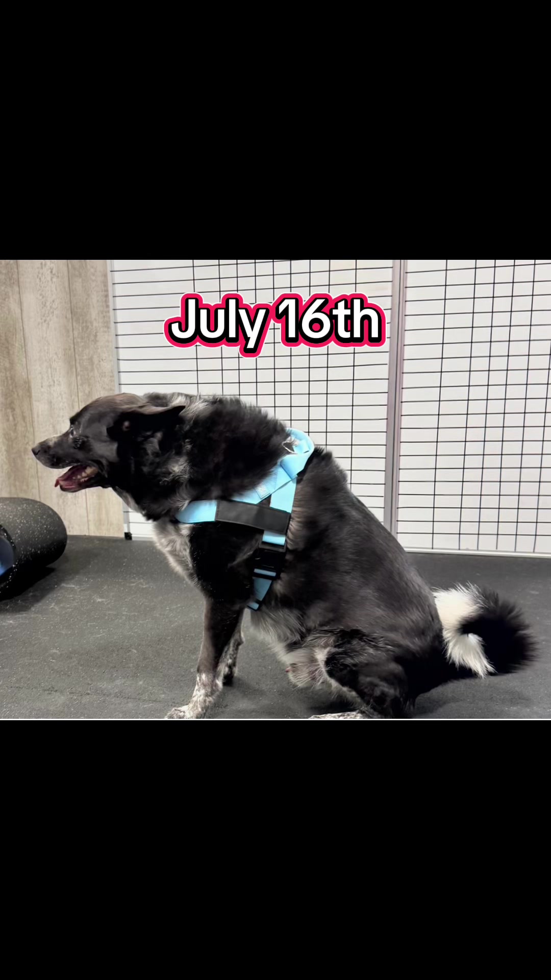 @ArfitDogRehabFitness