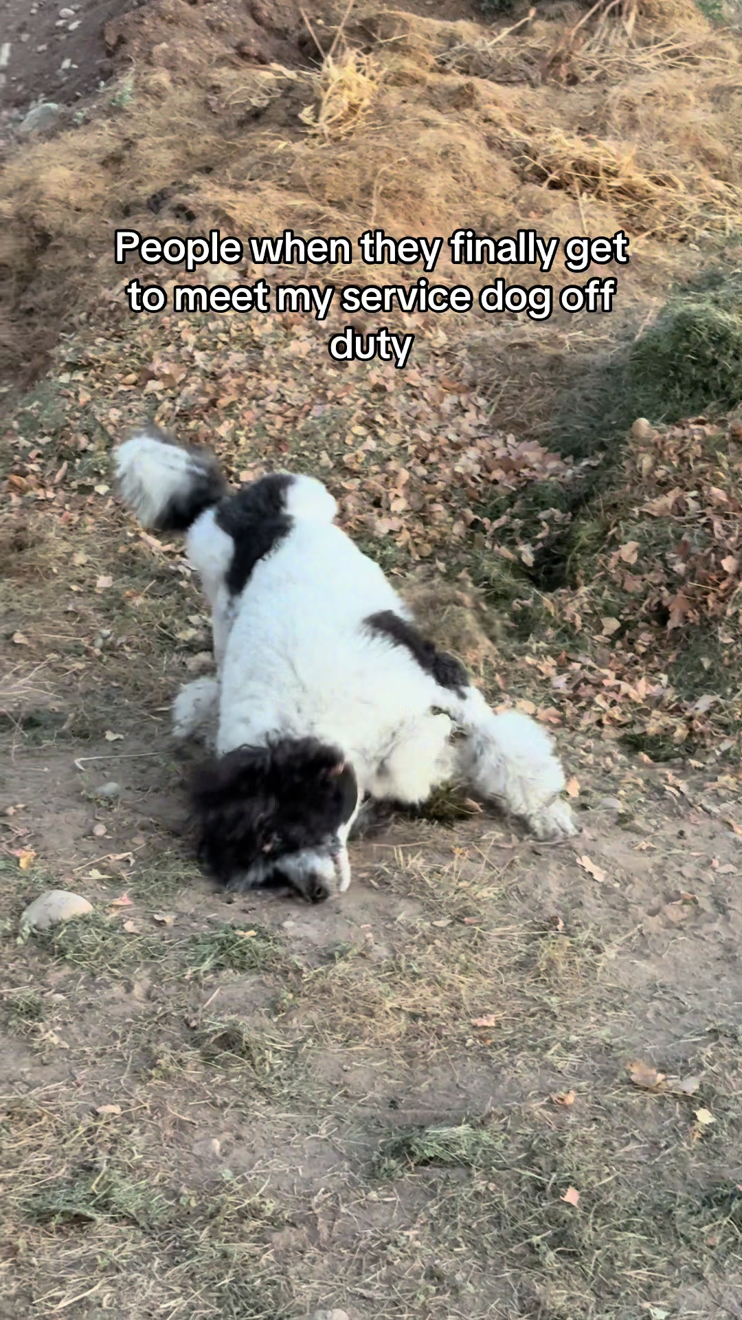@Emmabelle + Poods 🐩🤍