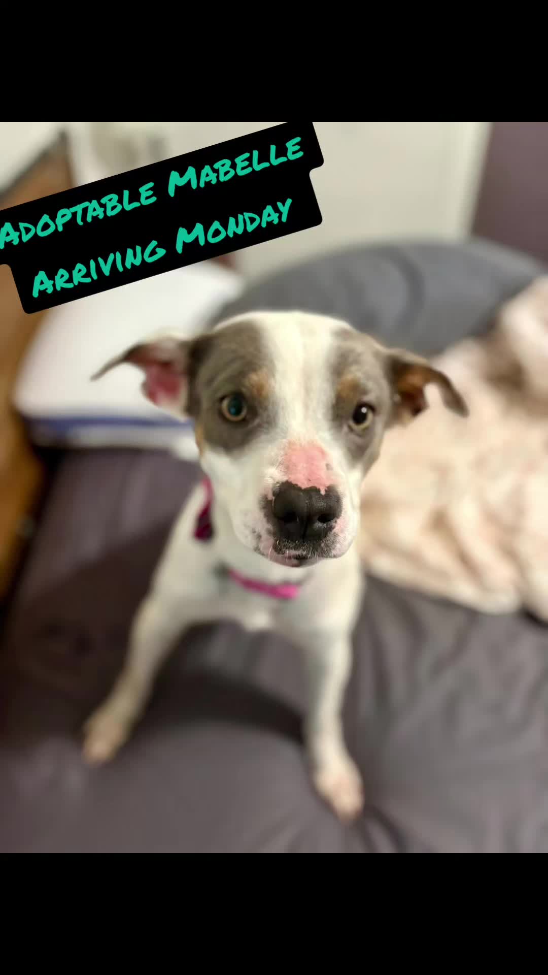 @bigbadscarypitbulls