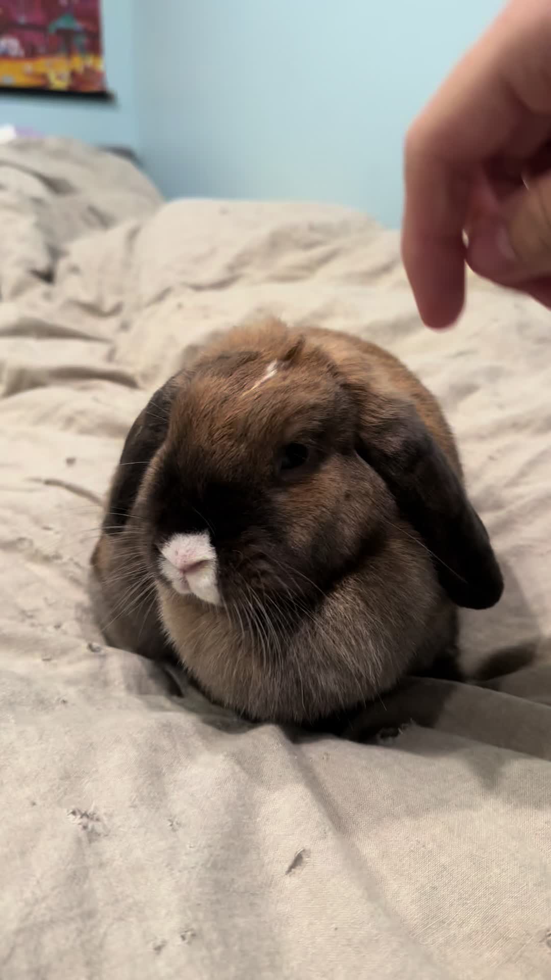 @honeythebunny24
