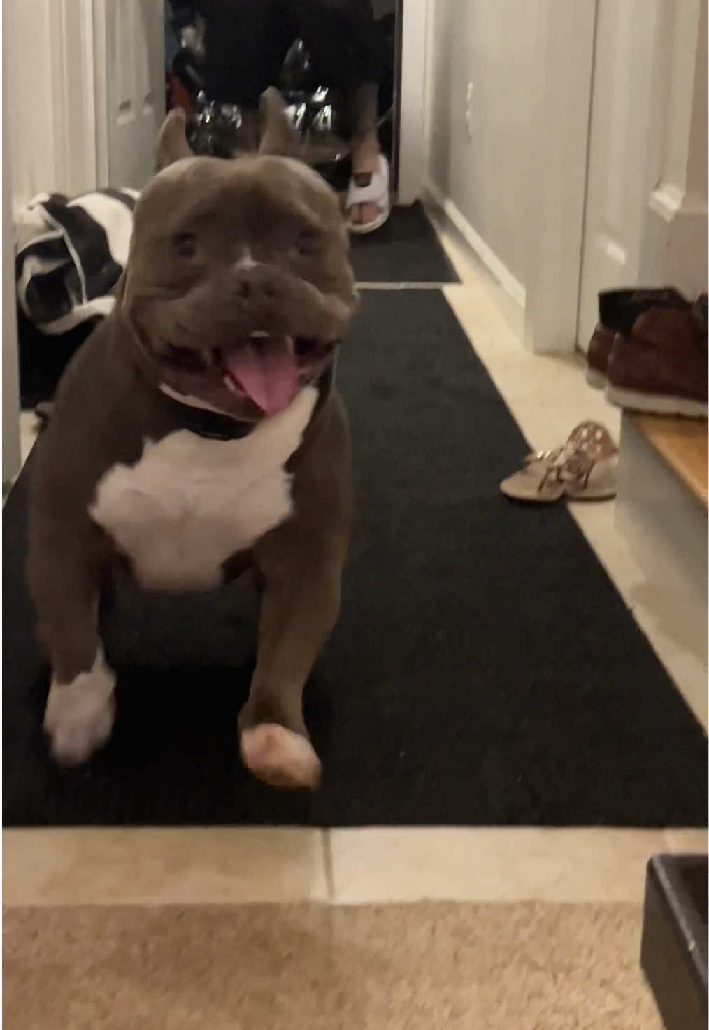 @Gunner | Pocket Bully