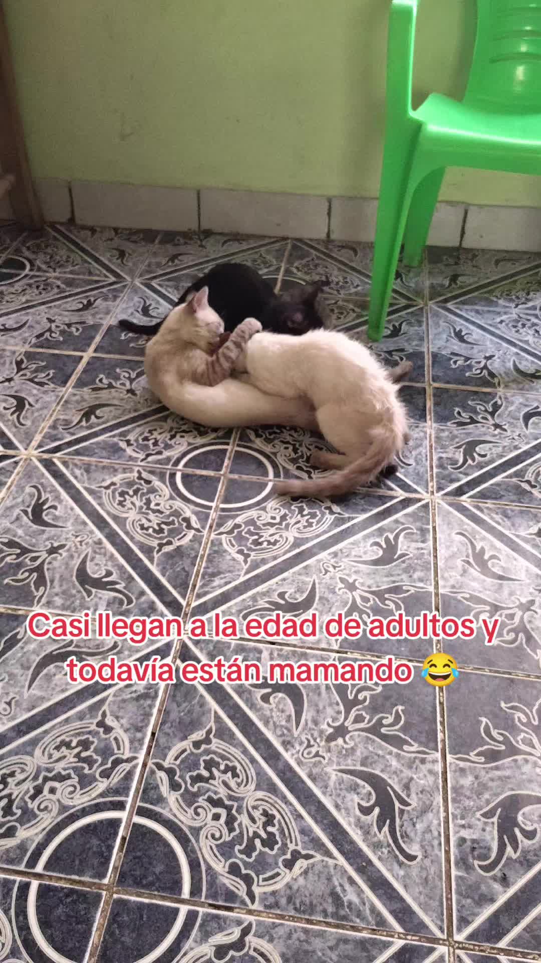 @Charlotte🐕🦺🐈🐕🦬🐐🐎🐄🐒