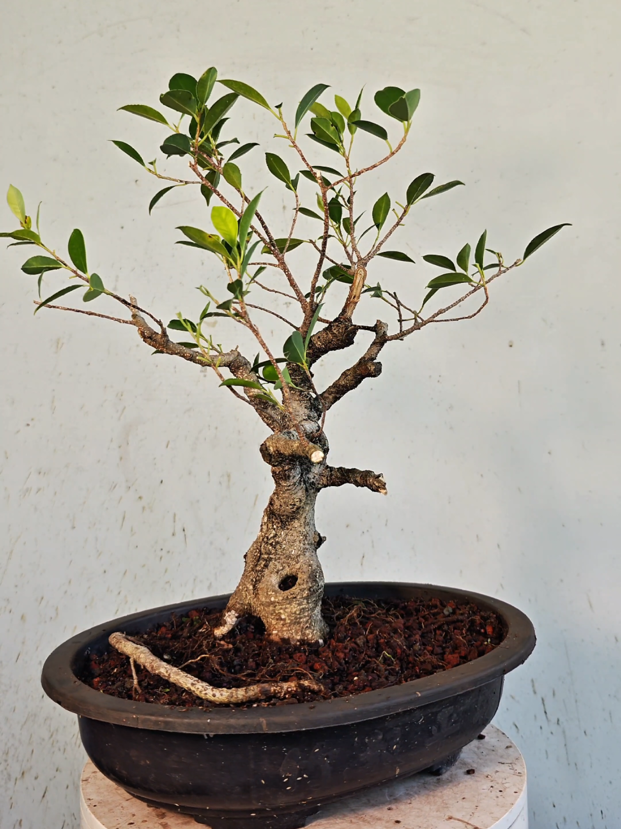 @Bryan Loves Bonsai